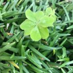 そもそもクレイって何？