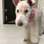 愛娘のムース こと ムーちゃん16歳