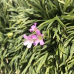 クレイセラピーの歴史